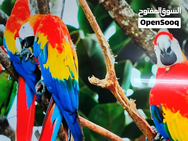 شاشه اسكيمو 75 سمارت