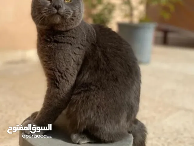 ذكر سكواتش