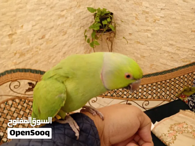 اقراء التفصيل