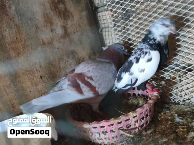 سلام عليكم متاح حمام مال تزريق كلهن مزاويج جنت مزرك جواهن