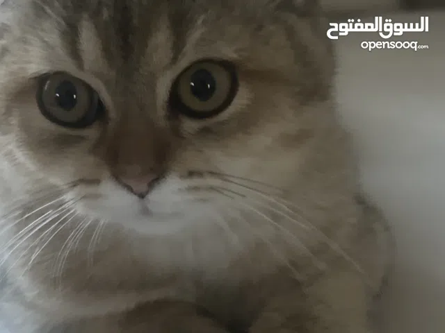 قط للبيع في ابوظبي