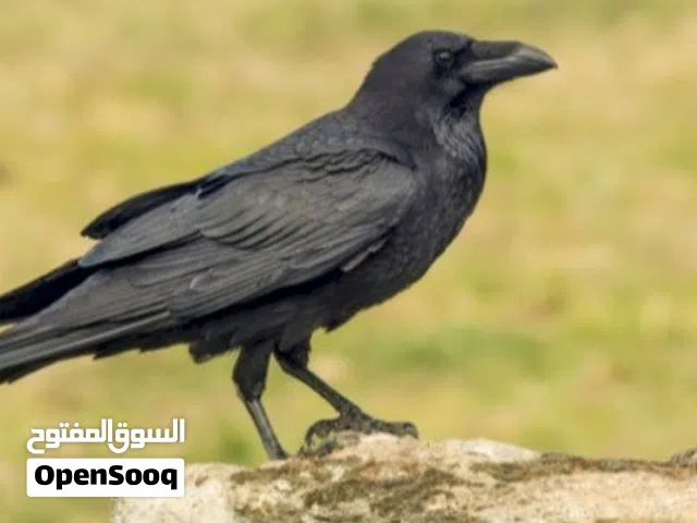 مطلوب فرخ غراب او غراب للبيع