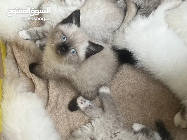 **Adorable Kittens Seeking a Forever Home!**