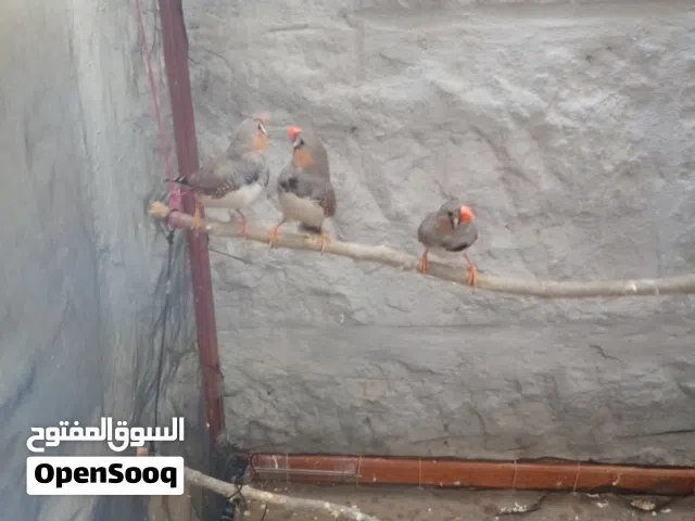 ثلاث حبات طيور جنة ذكور جهازات للتزاوج ونظافة وتربيته بيت