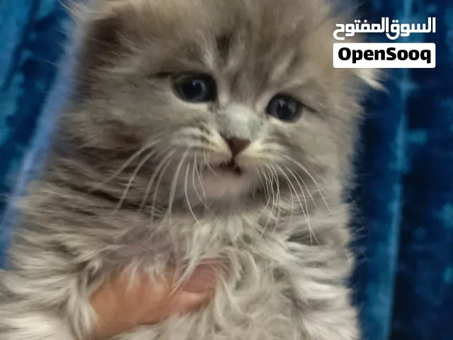 سكوش فولد  بسس