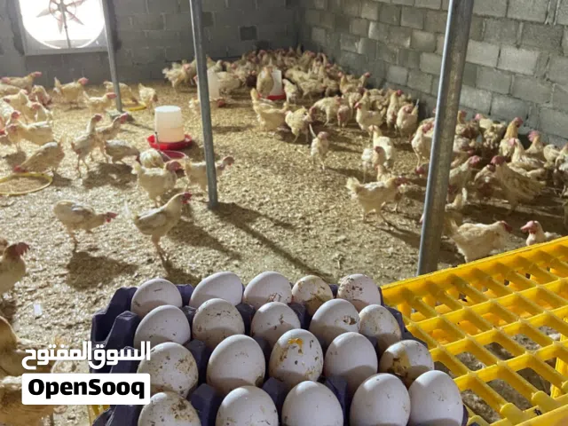 دفعة جديده دجاج لوهمان ابيض بياض