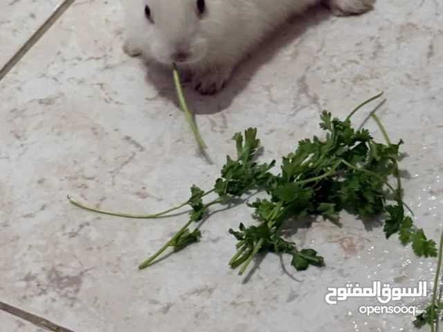 Rabbit baby in good condition three week