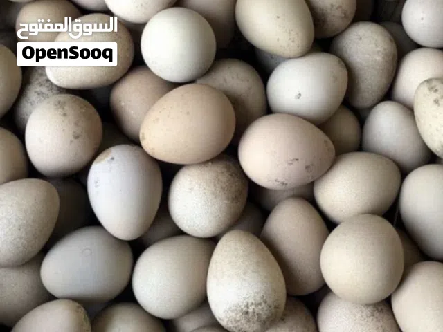 للبيع بيض الحبشي
