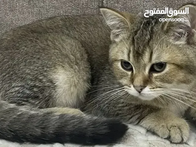 للتبني قط ذكر سكوتش بيور