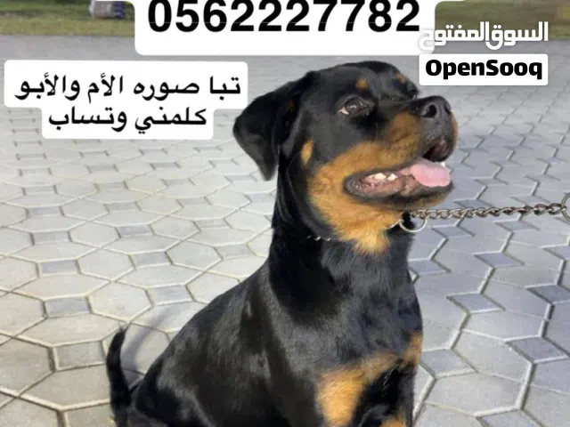 روت وإيلر تعال وشوف المستوا ب عينك