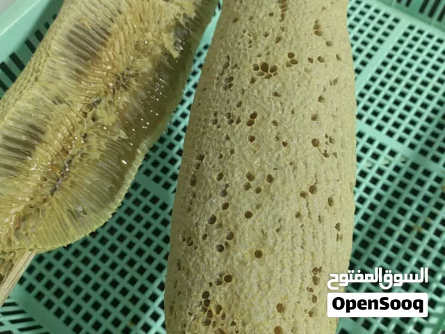 عسل بطويق ماشاءالله