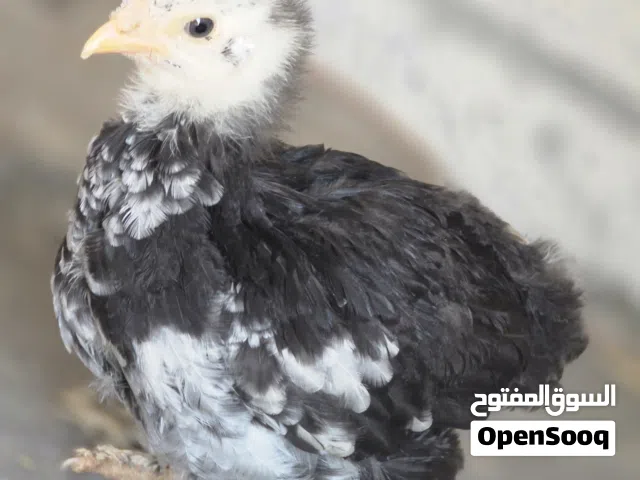 صيصان براهمه