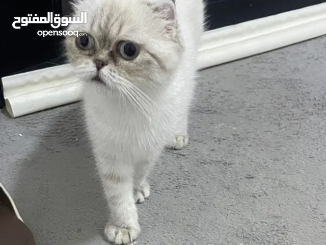 عندي بعد قط الفارسي