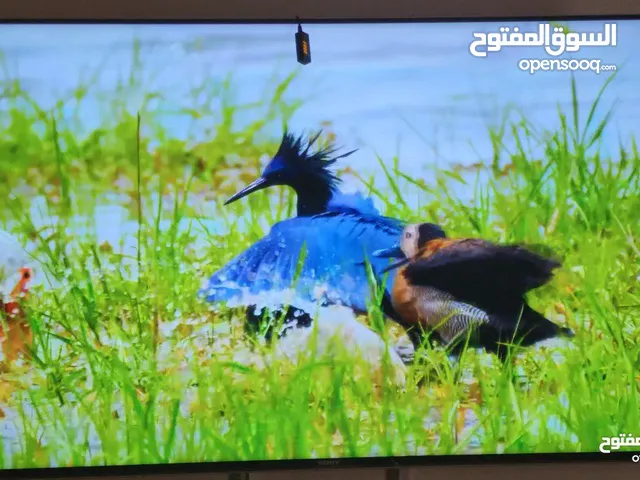 Sony LED 55 Inch TV in Southern Governorate