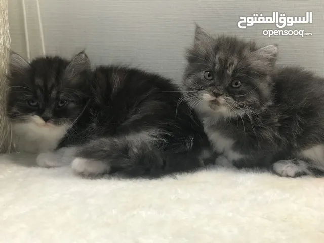 قطط شيرازي