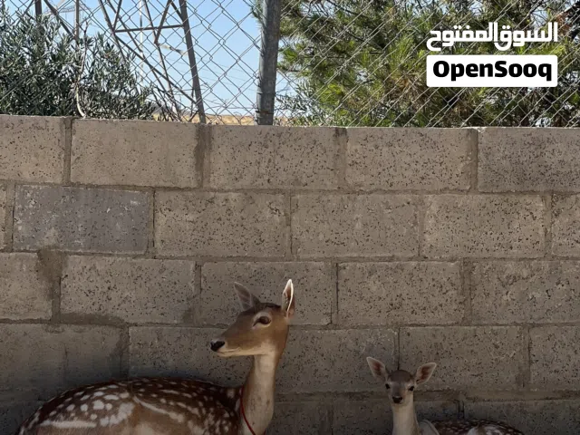 متوفر غزلان للبيع ام وابنها بأسعار  وعلى تحدي  غزلان هولاندي فلوردي