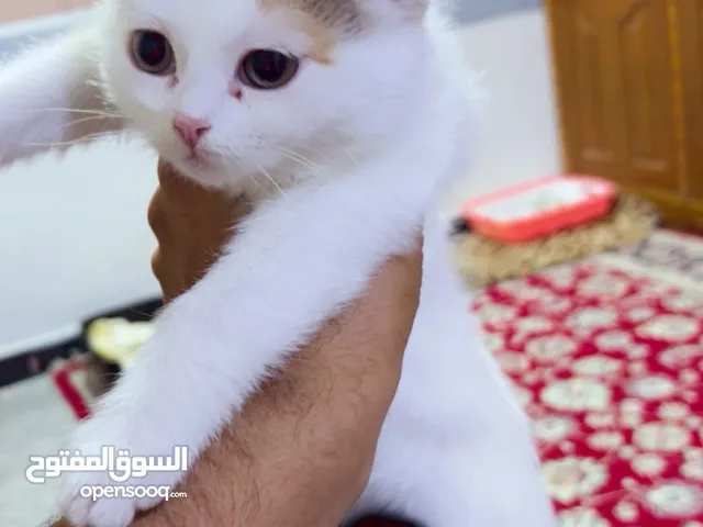 بزونات كلهن نثايه و حلوات كلش ويعلب 24ساعه يلعبن ال تبني