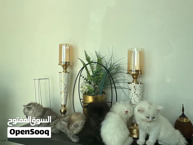 قطط بيوت شيرازيات للبيع