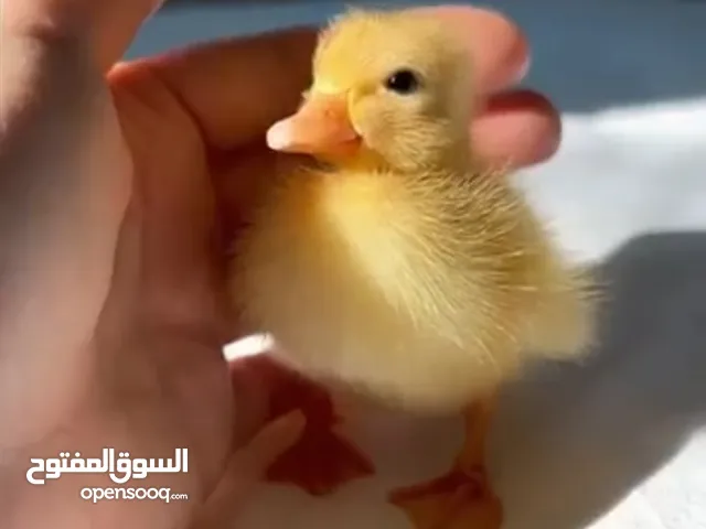 انا عندي بط مصري النادر.