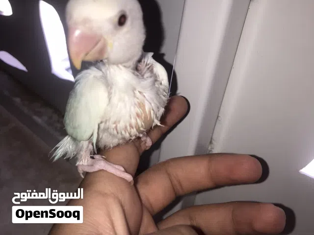 2عصافير بركاديلو البينو