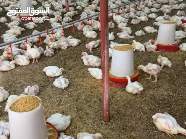 دجاج لاحم ابيض