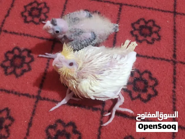 متاح افراخ كوكتيل للبيع