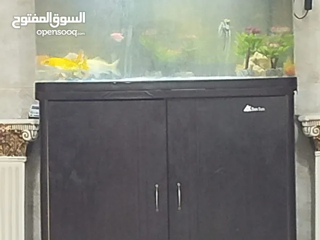 اسماك الزينة