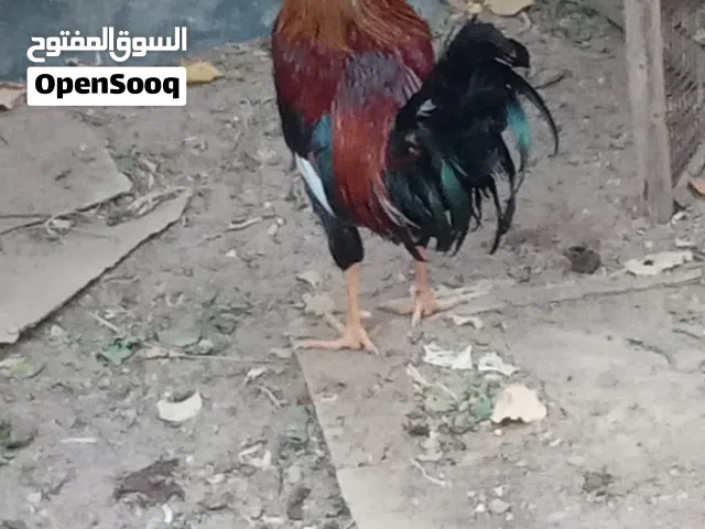 السلام عليكم ديجين ودجاجه ام ركيبه كافه واصليه