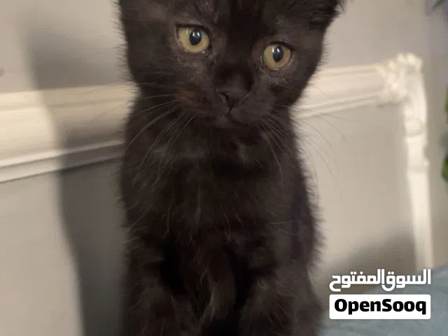 قطة أنثى سكوتش فولد