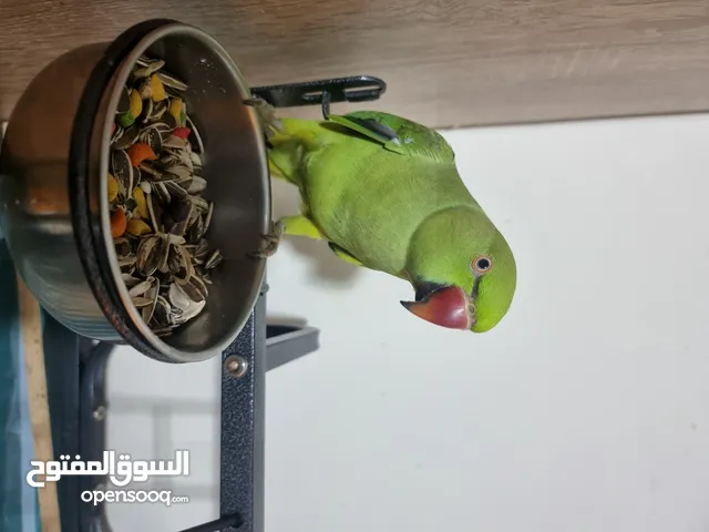 Hand tammed and talking parrott very friendly