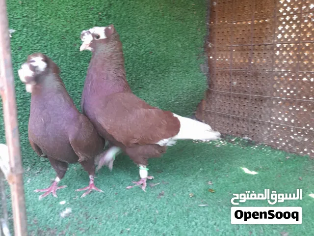 جواز وفردات مشكلات للبيع ان شاءالله