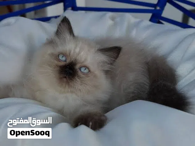 قطط راغدول وهمالايا بيور Ragdoll متدربة على اللتر بوكس وتأكل ويت فود وداري فود بصحة ممتازة جد