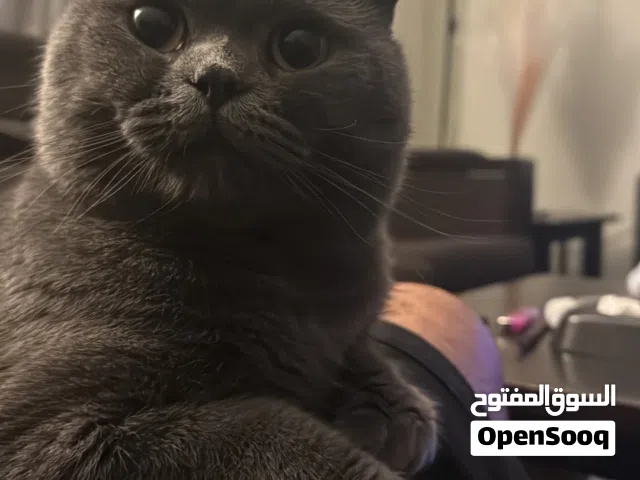 قط سكوتش .......