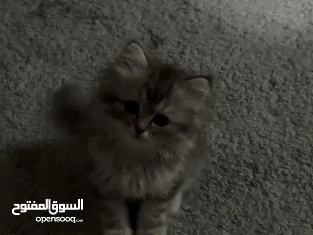 شيرازي انثى