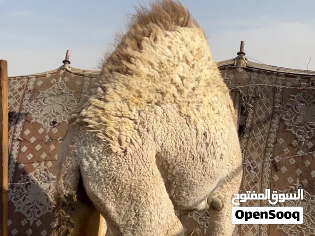 قعودين فل الفل