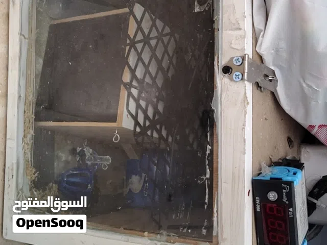 اكسسوارات الببغاء