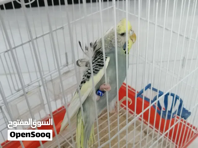للجناية فقط طيور حب طيرة هاجرمو شكري برصاصي.