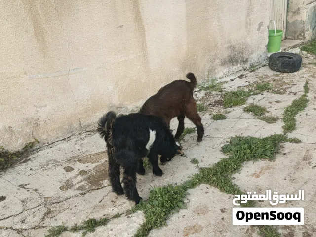 جدايه اثنين للبيع