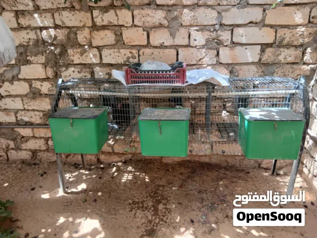 زوز اقفاص للبيع انضافه بسم الله مشاءالاه