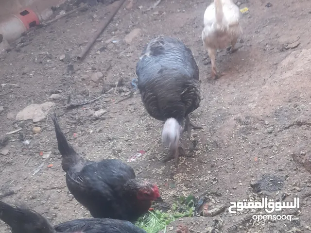 دجاج بلدي للبيع العدد 5 وحشتيني وحده هولنديه  ووحده بلديه