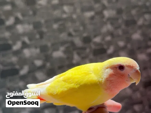 لوف بيرد ( روز ) فل ربوة وهدد ماشاءالله