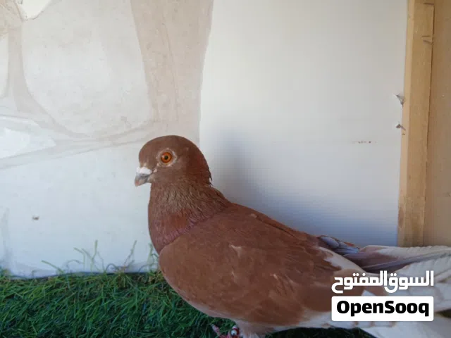 نوري احمر للببع