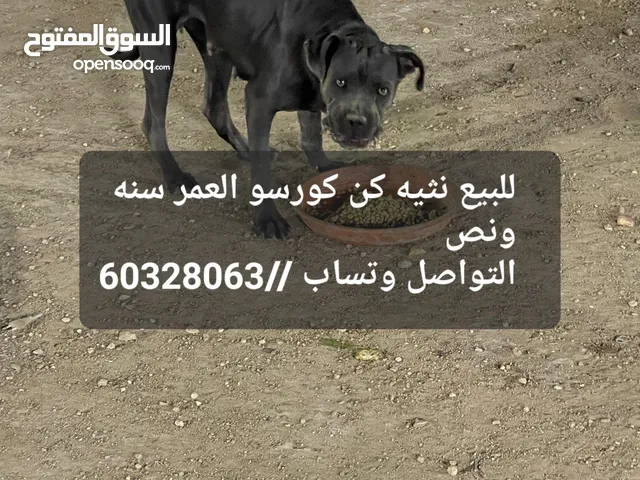 للبيع كلبه نثيه كن كورسو