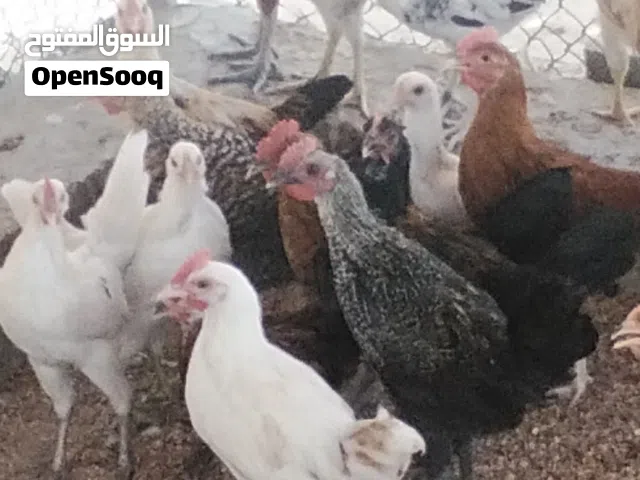 طيور  دجاج عماني تهجين فرنسي