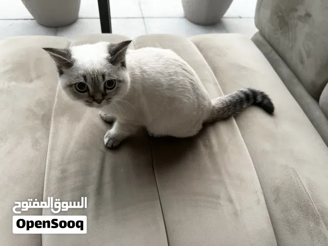 British Shorthair Cat