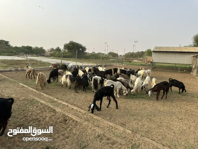 goats for sale
