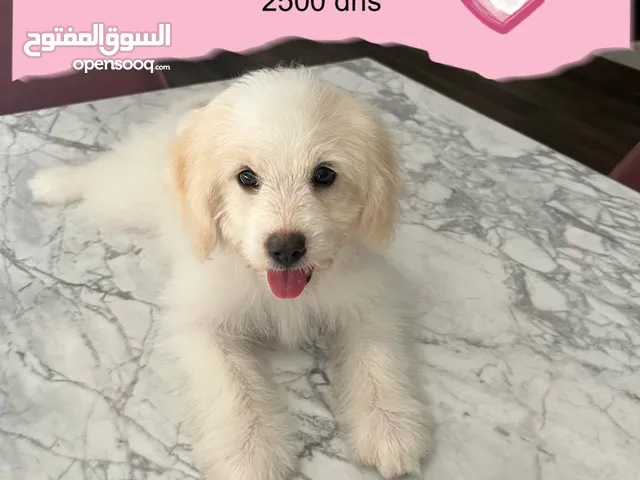 مالتيز ذكر العمر 3 شهور بحاله ممتازه