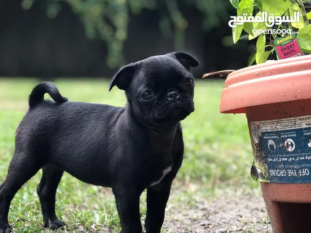 AKC registered purebred pug puppies