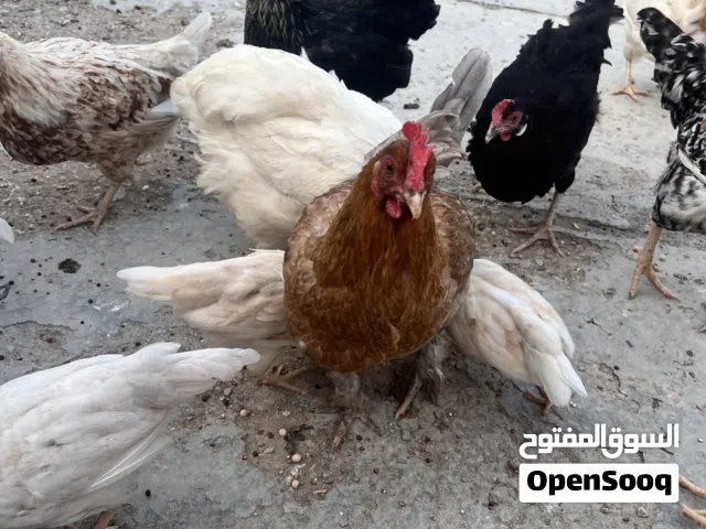 دجاج عرب للبيع تابع الوصف بياضات