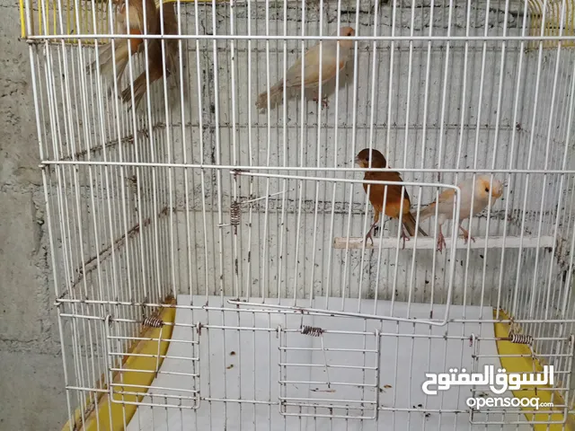 طواير جاهزه عالفحل